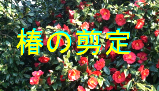 椿の剪定