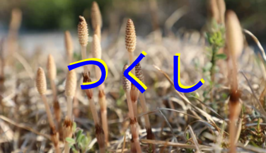 つくし