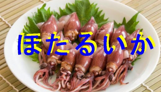 ホタルイカ漁
